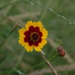 Plains coreopsis